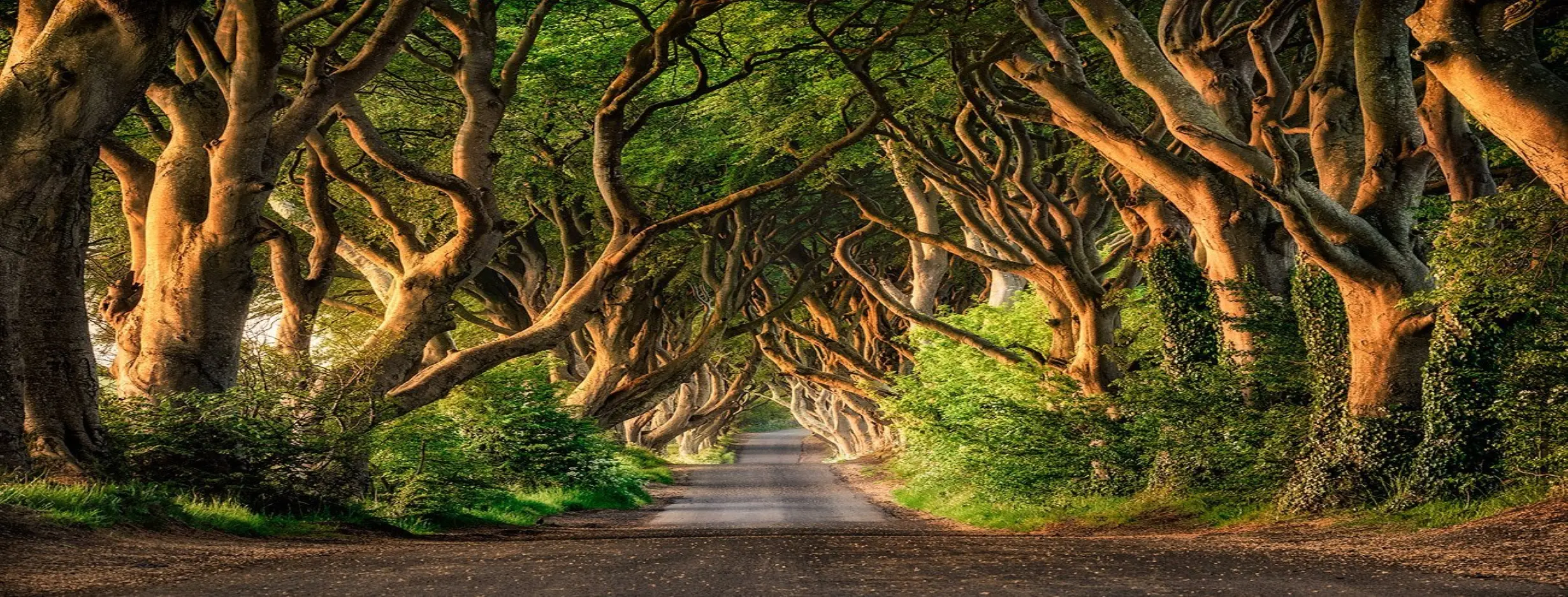 Image for Dark Hedges